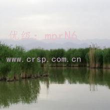 仯