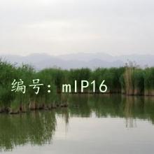 Ա