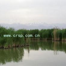Ա
