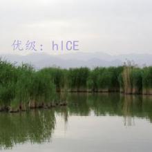 ʶ
