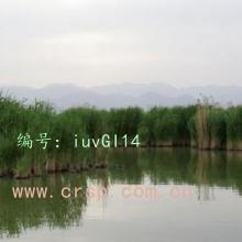 ʶ