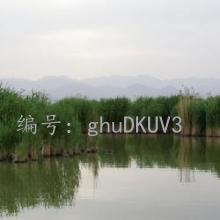 Ա