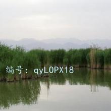 ΢