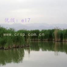 ʶ