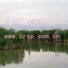ʶ