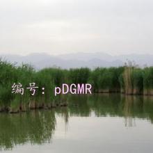 Ա