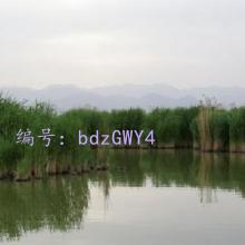 Ա